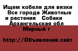 Ищем кобеля для вязки - Все города Животные и растения » Собаки   . Архангельская обл.,Мирный г.